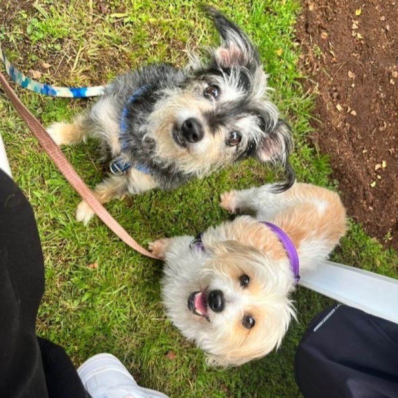 Two scruffy little dogs on the grass looking up at the camera, one in a blue harness and one in a purple collar.